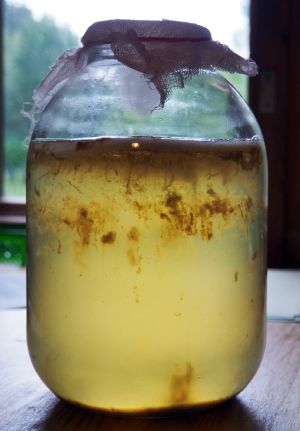 водоросли и мутный раствор в чайном грибе