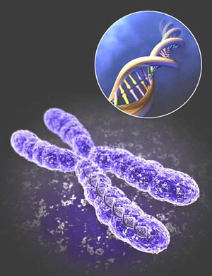 Многообразие человеческих болезней (хромосома)