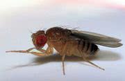 fruit fly Drosophila