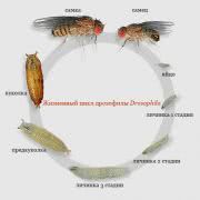 Жизненный цикл мушки Drosophila