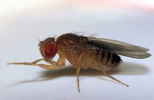 fruit fly Drosophila