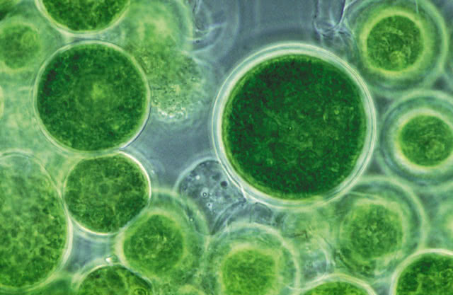 Сине-зелёные водоросли в чайном грибе - свидетельство неправильного ухода 