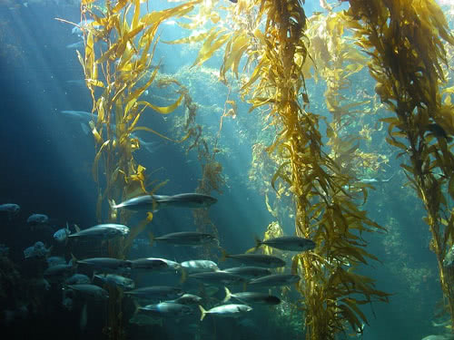 Морские водоросли