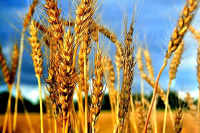 Учёные выводят пшеницу, который не вызывает негативных реакций у больных на целиакию.